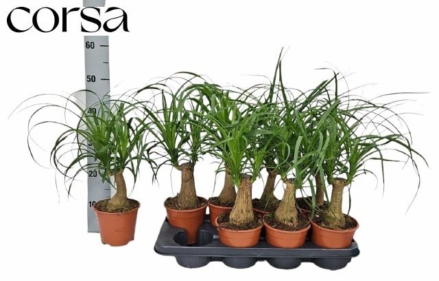 <h4>BEAUCARNEA RECUR</h4>