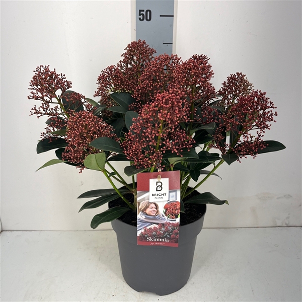 <h4>Skimmia Rubella 10+</h4>