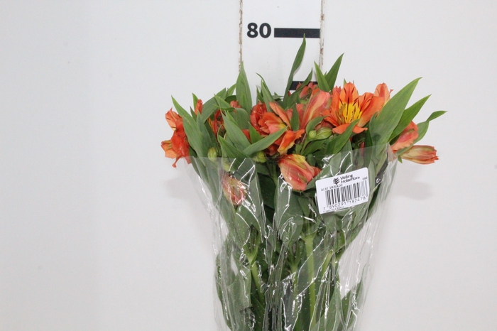 <h4>ALSTROEMERIA ORANGE QUEEN 080 CM</h4>