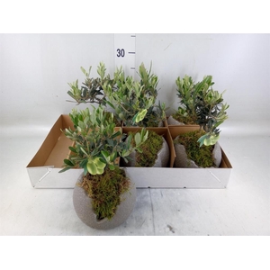 Arr.   Tuinplanten L%