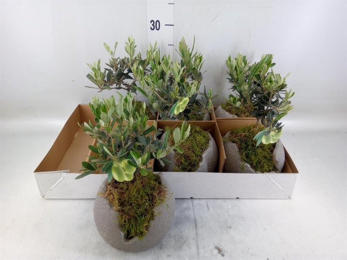 <h4>Arr.   Tuinplanten L%</h4>