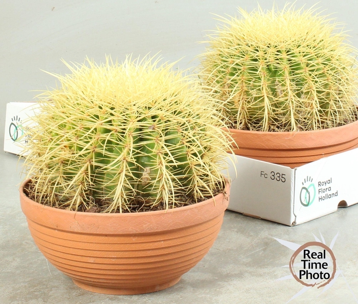 <h4>CACTUS OV</h4>
