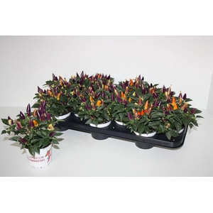 Capsicum Acapulco mix color