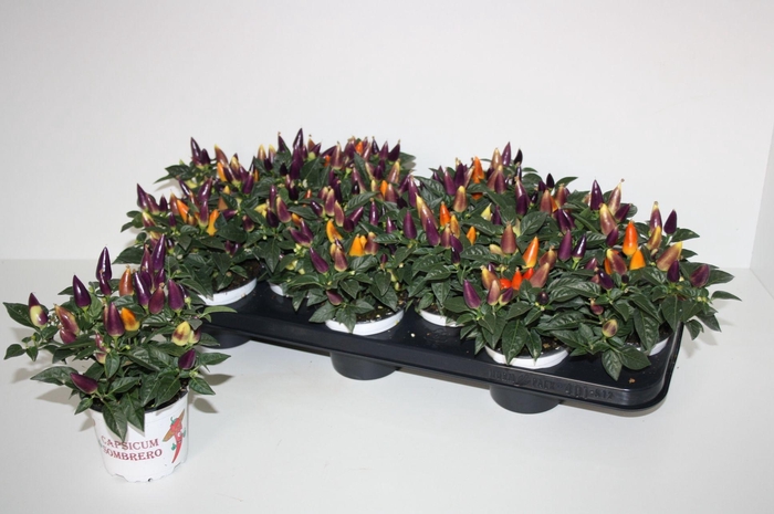 <h4>Capsicum Acapulco mix color</h4>