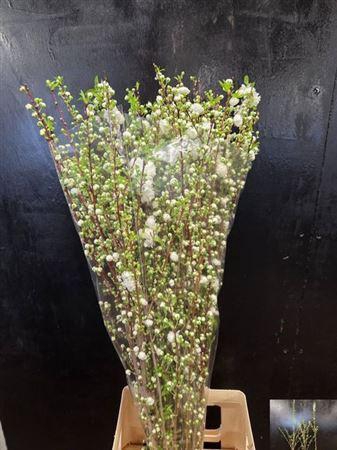 <h4>Prunus Gland Wit St</h4>