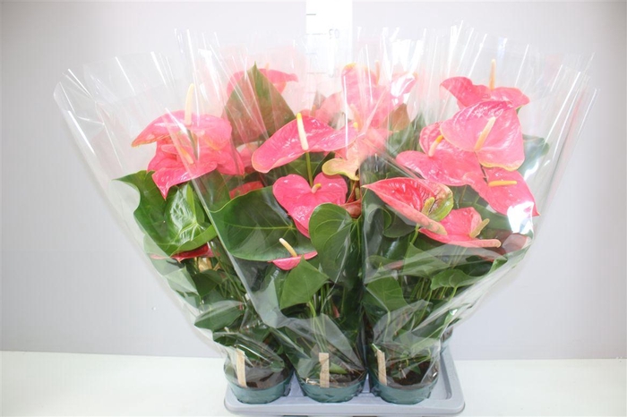 <h4>Anth An Colorado</h4>