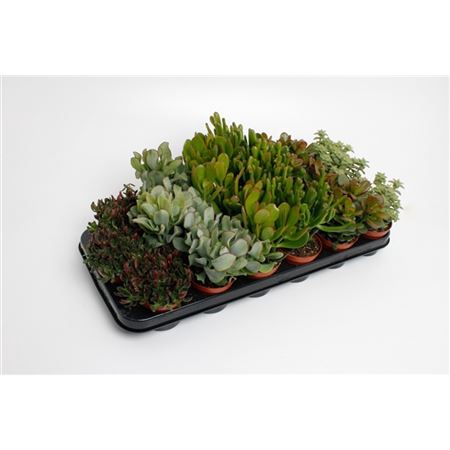 <h4>Crassula Mix</h4>