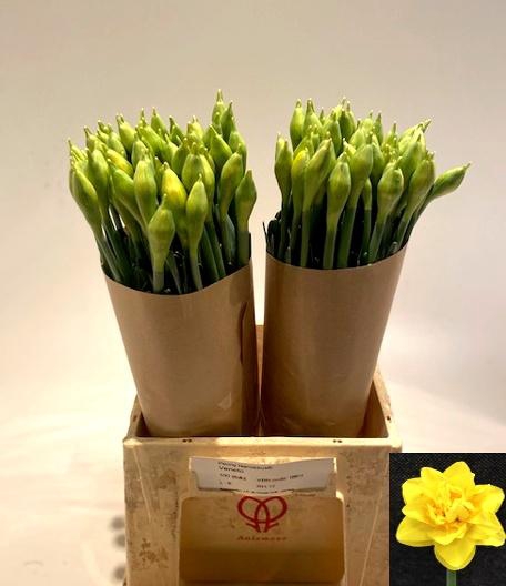 <h4>NARC DU PN VENETO</h4>