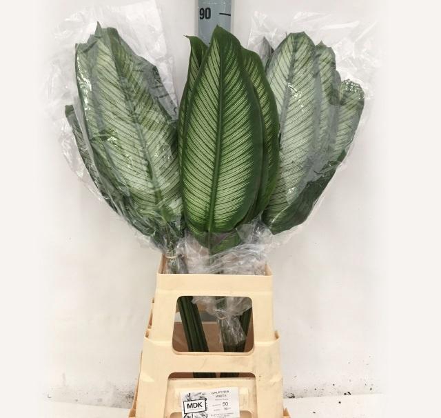 <h4>DECOGROEN OV</h4>