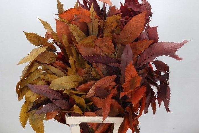 <h4>Castagno Preserved Autumn (chestnut,kastanje)</h4>