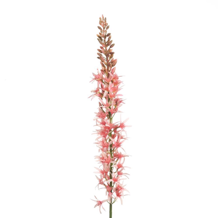<h4>AF Eremurus L109cm Pink</h4>
