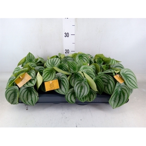 Peperomia argyreia