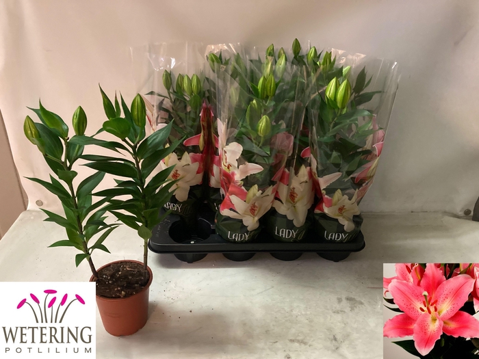 <h4>LIL OR SUNNY CAMINO</h4>