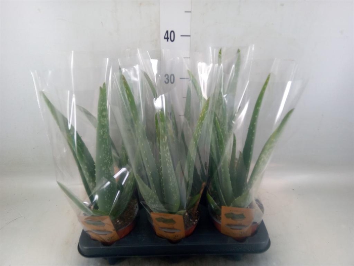 <h4>Aloe vera</h4>