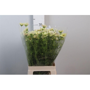 Cosmos Bipin Creme
