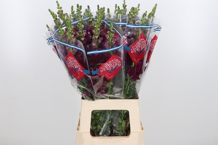 <h4>Antirrhinum Po Red</h4>