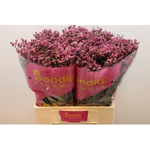 LIM SIN PRINCESS DIA