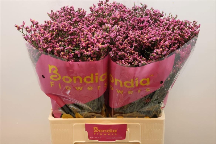 <h4>LIM SIN PRINCESS DIA</h4>