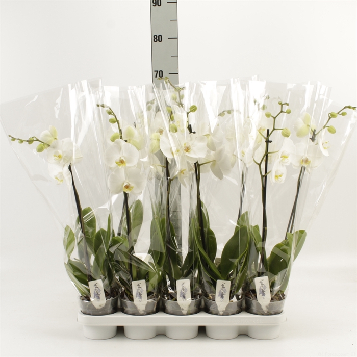 <h4>Phalaenopsis   ...white</h4>