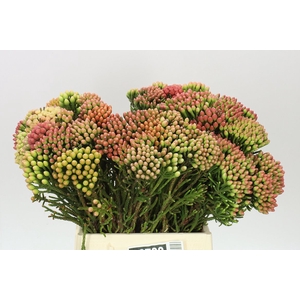 Kaaps Red Brunia