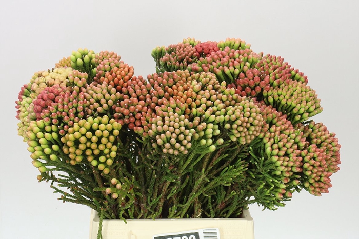 <h4>Kaaps Red Brunia</h4>