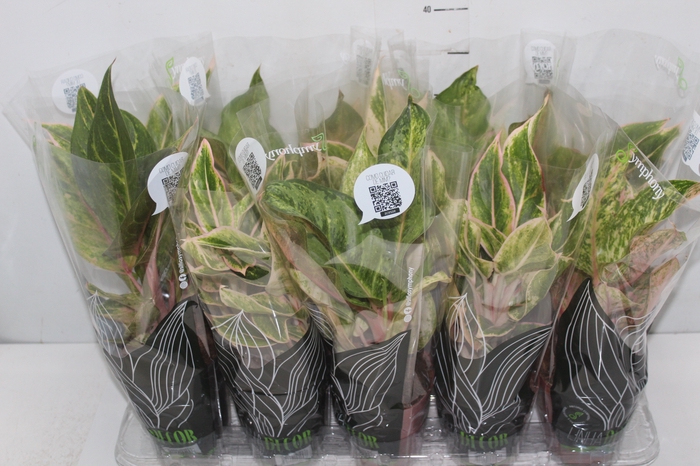 <h4>AGLAONEMA VARIADA P12</h4>