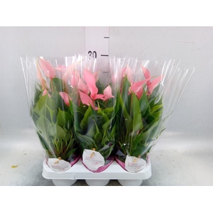 Anthurium andr. 'Lilli'