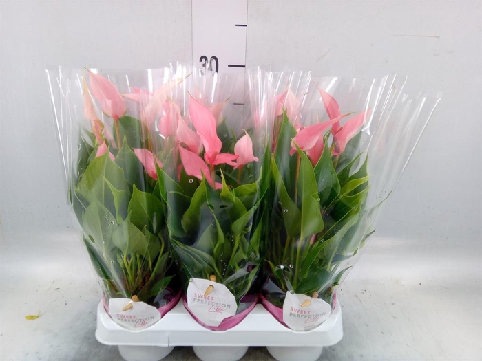 <h4>Anthurium andr. 'Lilli'</h4>