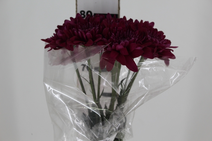 <h4>ANASTASIA LOTSO 080 CM</h4>