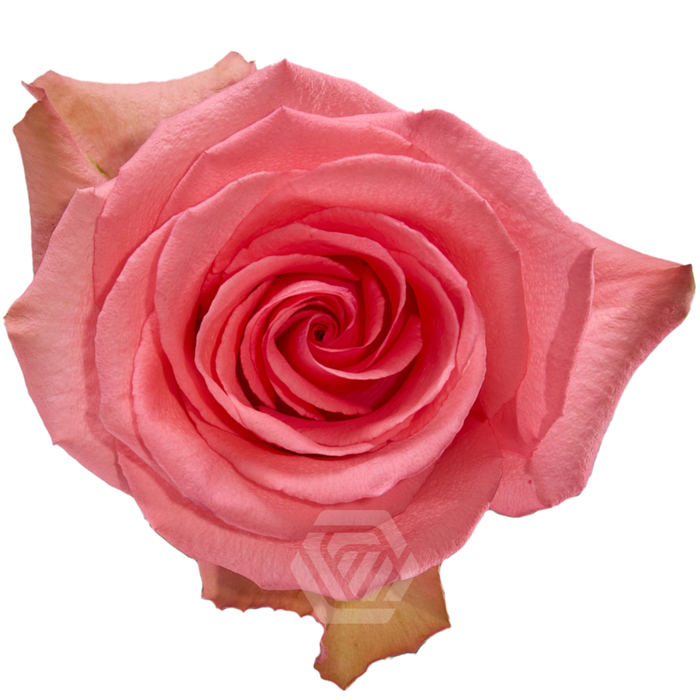 <h4>R GR FLIRTY</h4>
