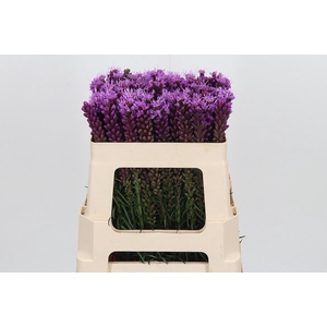 Liatris Spicata