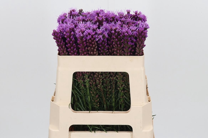 <h4>Liatris Spicata</h4>