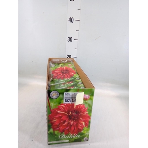 Dahlia ...flowerbulbs