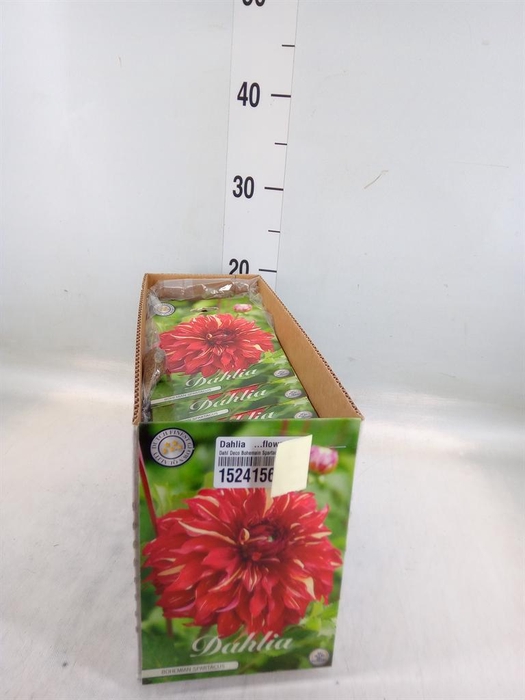 <h4>Dahlia ...flowerbulbs</h4>
