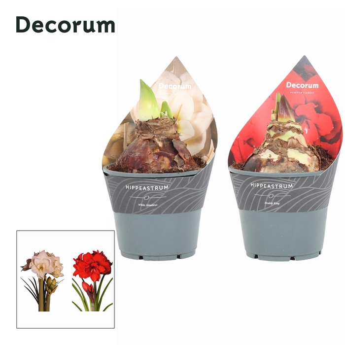 <h4>Amaryllis XXL Double King/Amadeus 2 Knop EXTRA OP (Decorum)</h4>