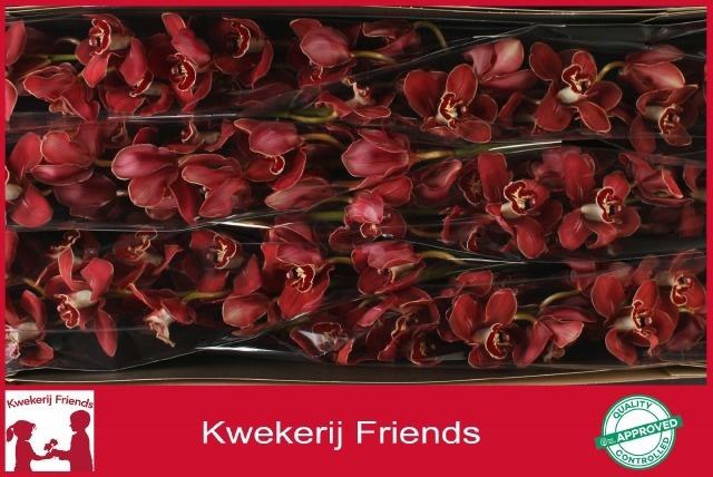 <h4>CYMB T FLAMEFLOR</h4>