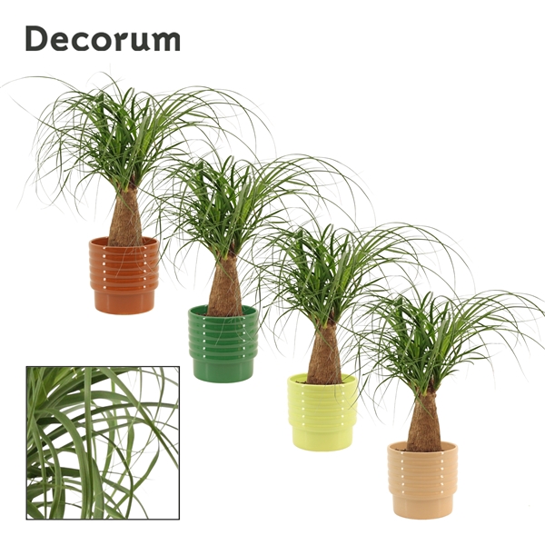 <h4>Beaucarnea recht 12 cm in Naemi (Natural bubble-collection)</h4>