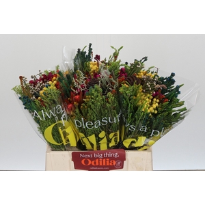 BQ Kaaps Groen Mandarin