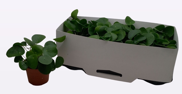 <h4>PILEA PEPEROMIOIDES</h4>