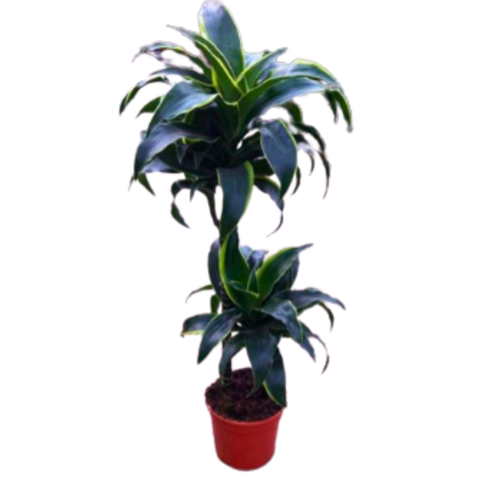 <h4>Dracaena overig</h4>