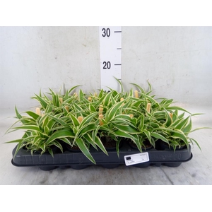 Chlorophytum com. 'Ocean'