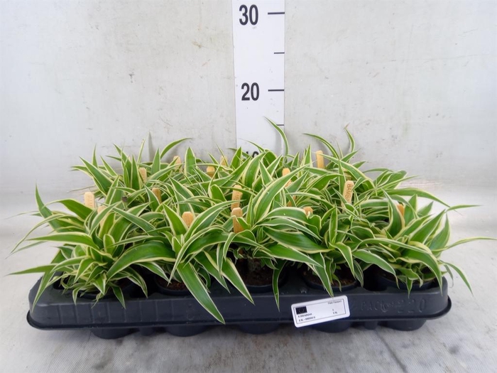 <h4>Chlorophytum com. 'Ocean'</h4>