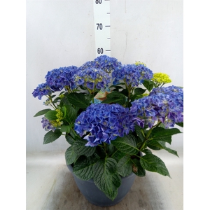 Hydrangea mac.