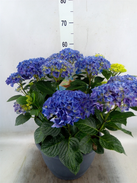 <h4>Hydrangea mac.</h4>