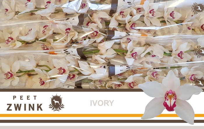 <h4>CYMB T IVORY</h4>