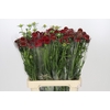 Scabiosa Scoop Hot Pink