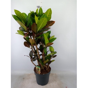 Codiaeum var. GR 'Petra'