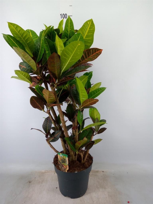 <h4>Codiaeum var. GR 'Petra'</h4>