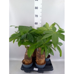 Pachira aquatica