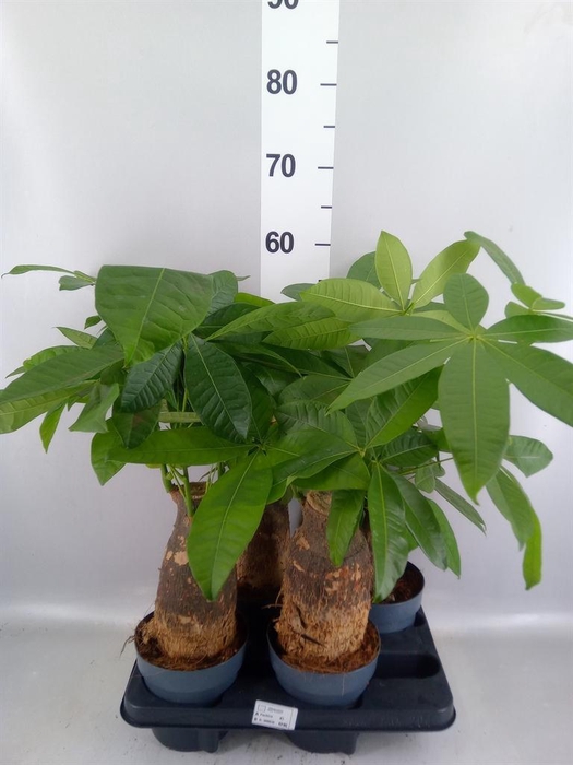 <h4>Pachira aquatica</h4>